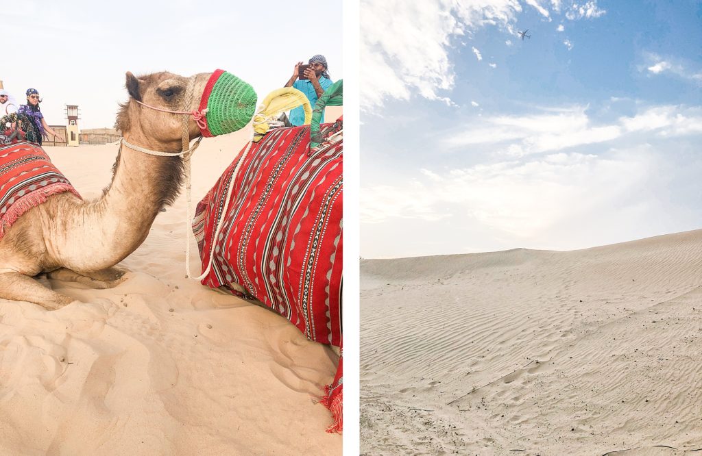 desert excursion in dubai camel rides
